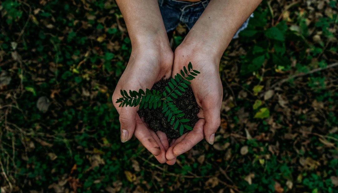 Going Green with Bamboo: The Sustainable Superstar of the Plant World - Kip and Boo