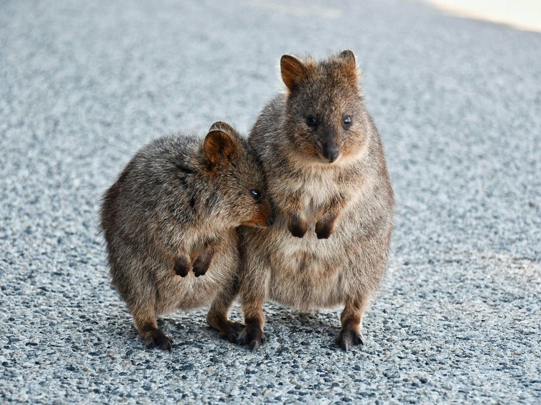 Escape to Rottnest Island: The Perfect Holiday Destination - Kip and Boo