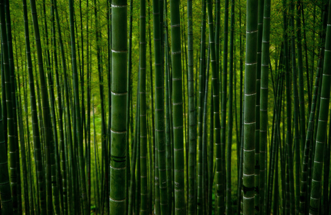 Bamboo trees used to make soft pyjamas