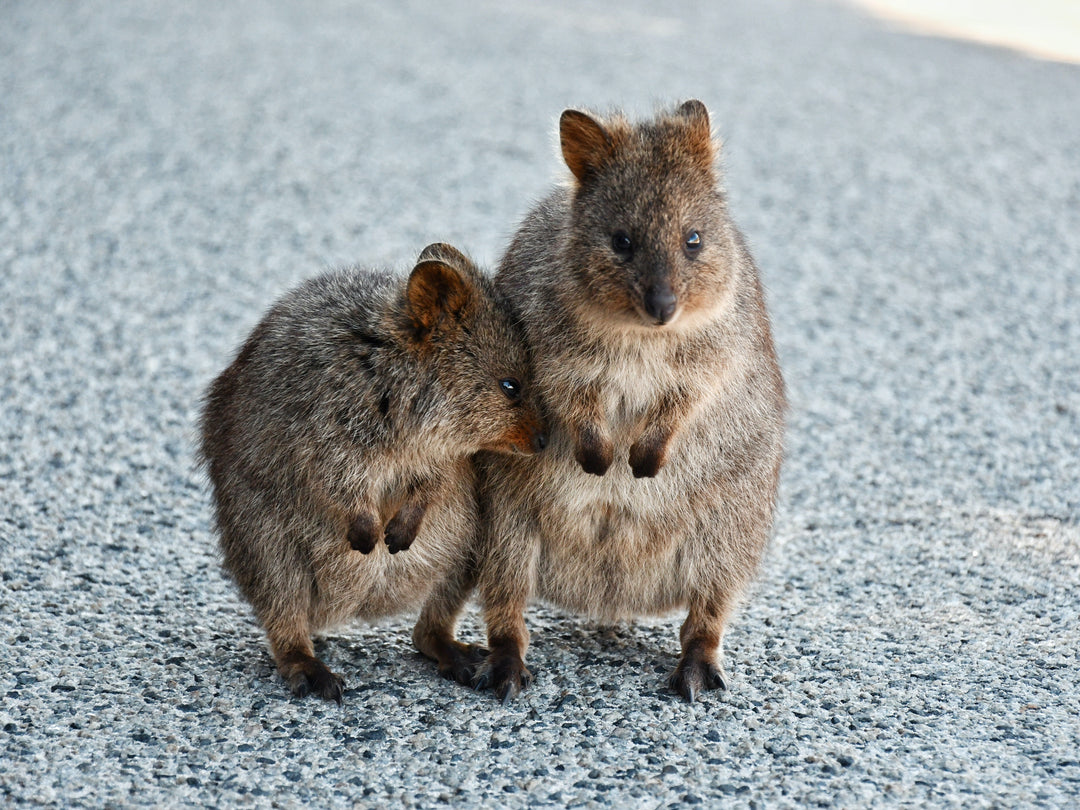 Escape to Rottnest Island: The Perfect Holiday Destination