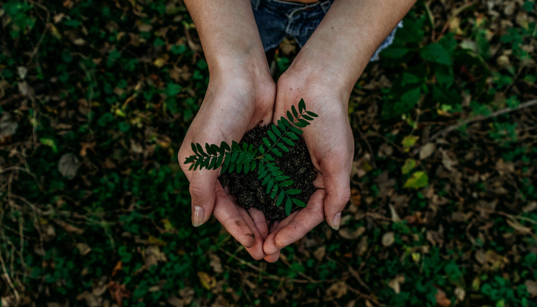 womens hands holding some soil with a small plant in her hands and some greenery in background